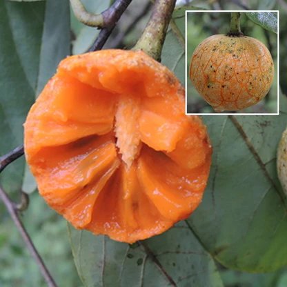 Annona senegalensis